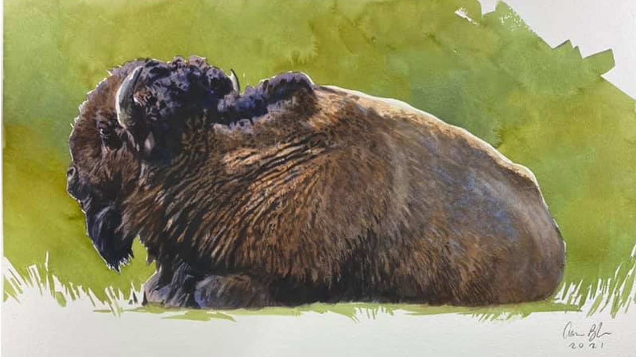 LIVE STREAM:  Watercolor Bison
