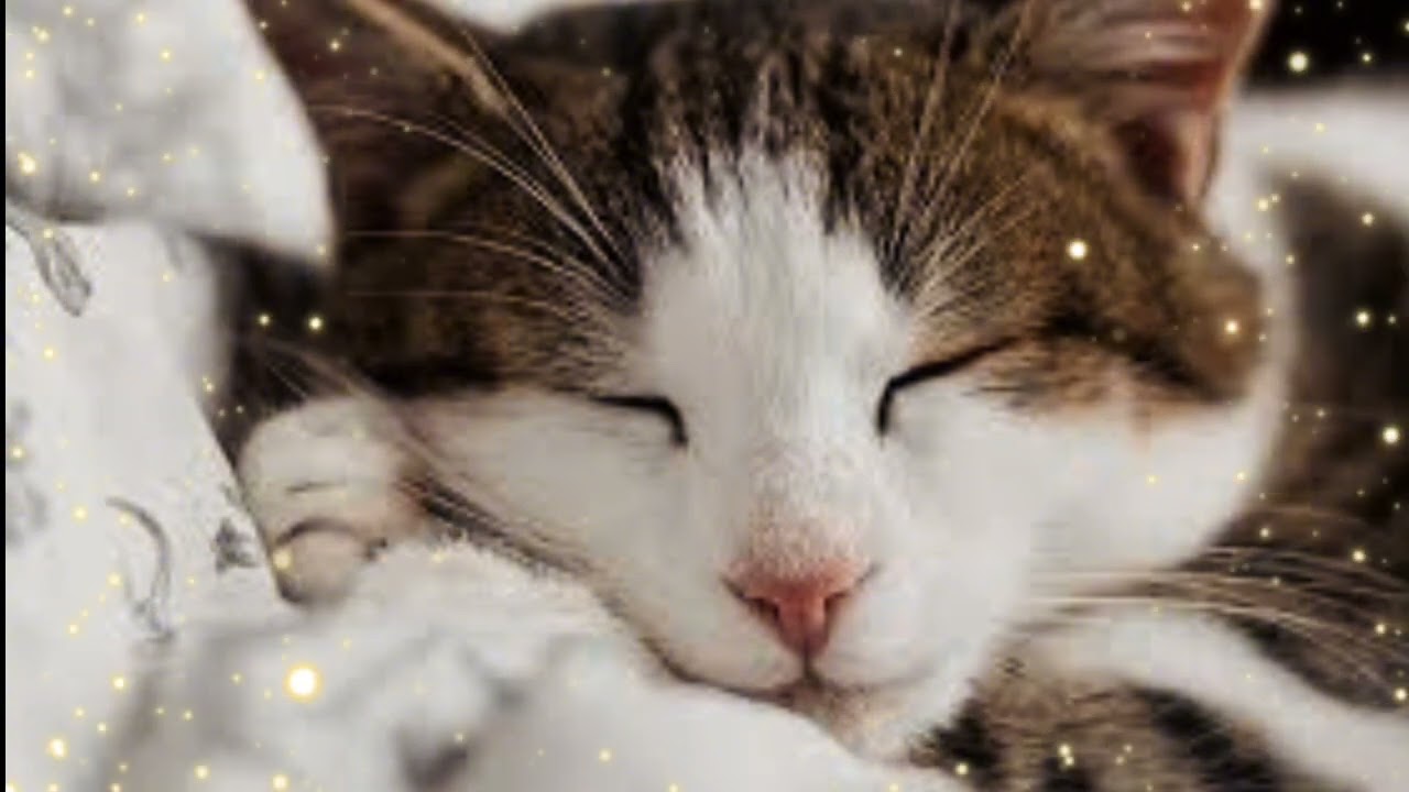 Música Reiki para Gatos Enfermos: Alívio de Estresse e Energia Positiva