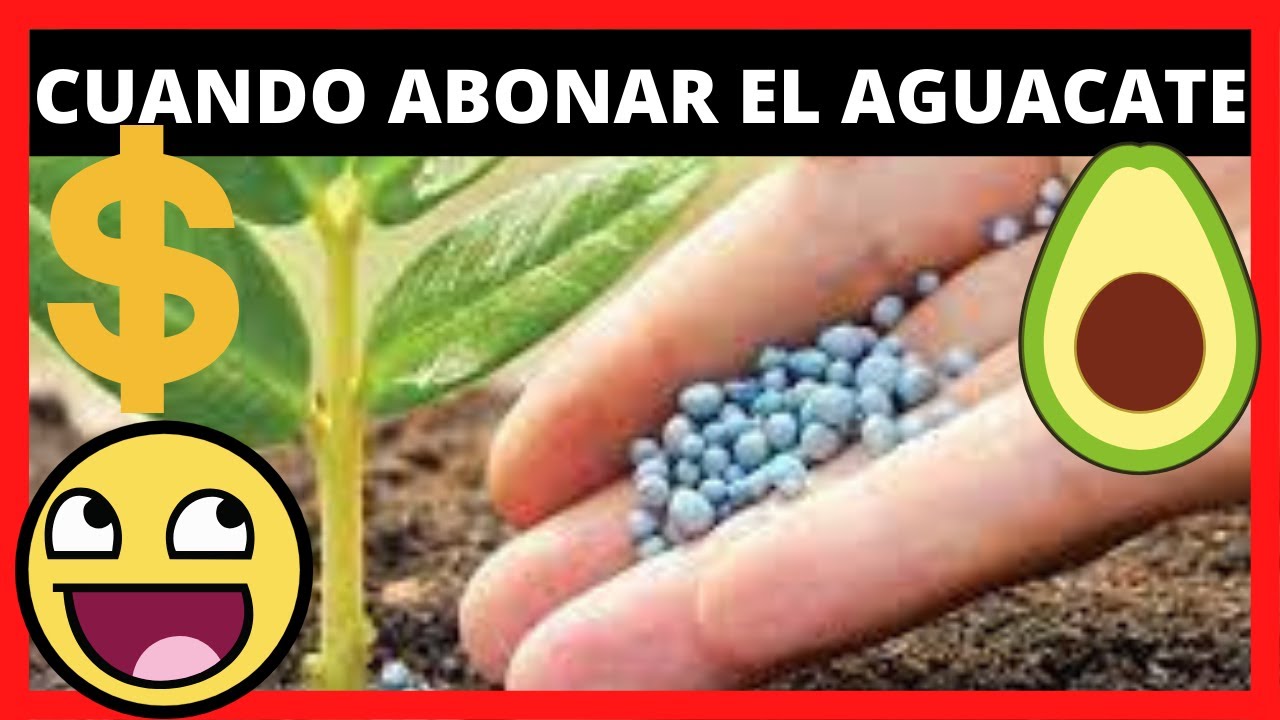 CUANDO y Como FERTILIZAR o ABONAR cultivo de AGUACATE 🥑