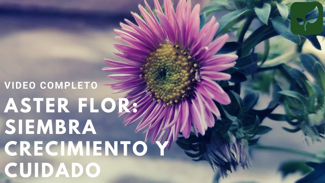 ASTER FLOR, CIELO ESTRELLADO, AMELIO: CRECIMIENTO COMPLETO PASO A PASO