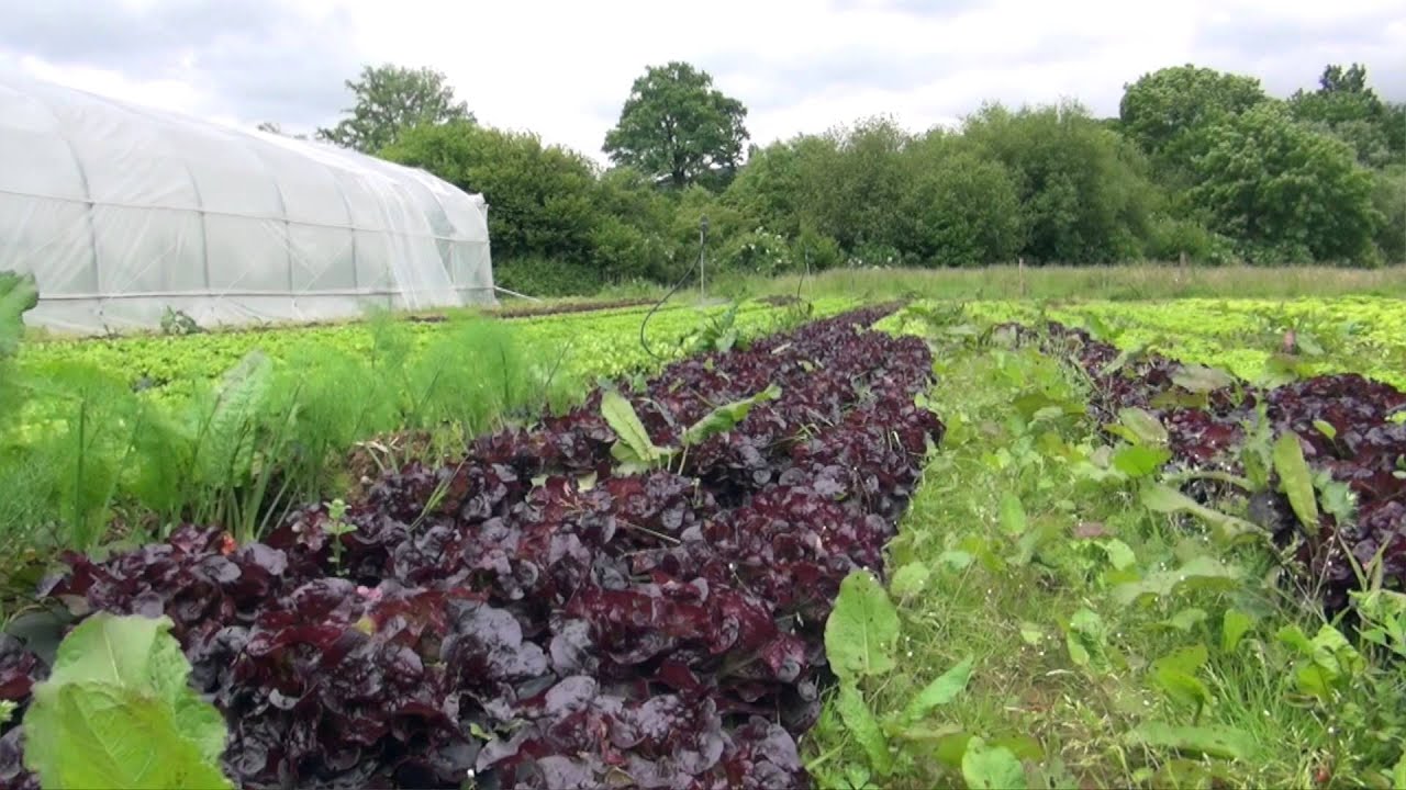 Herrikoa-  local seed money to local basque businesses