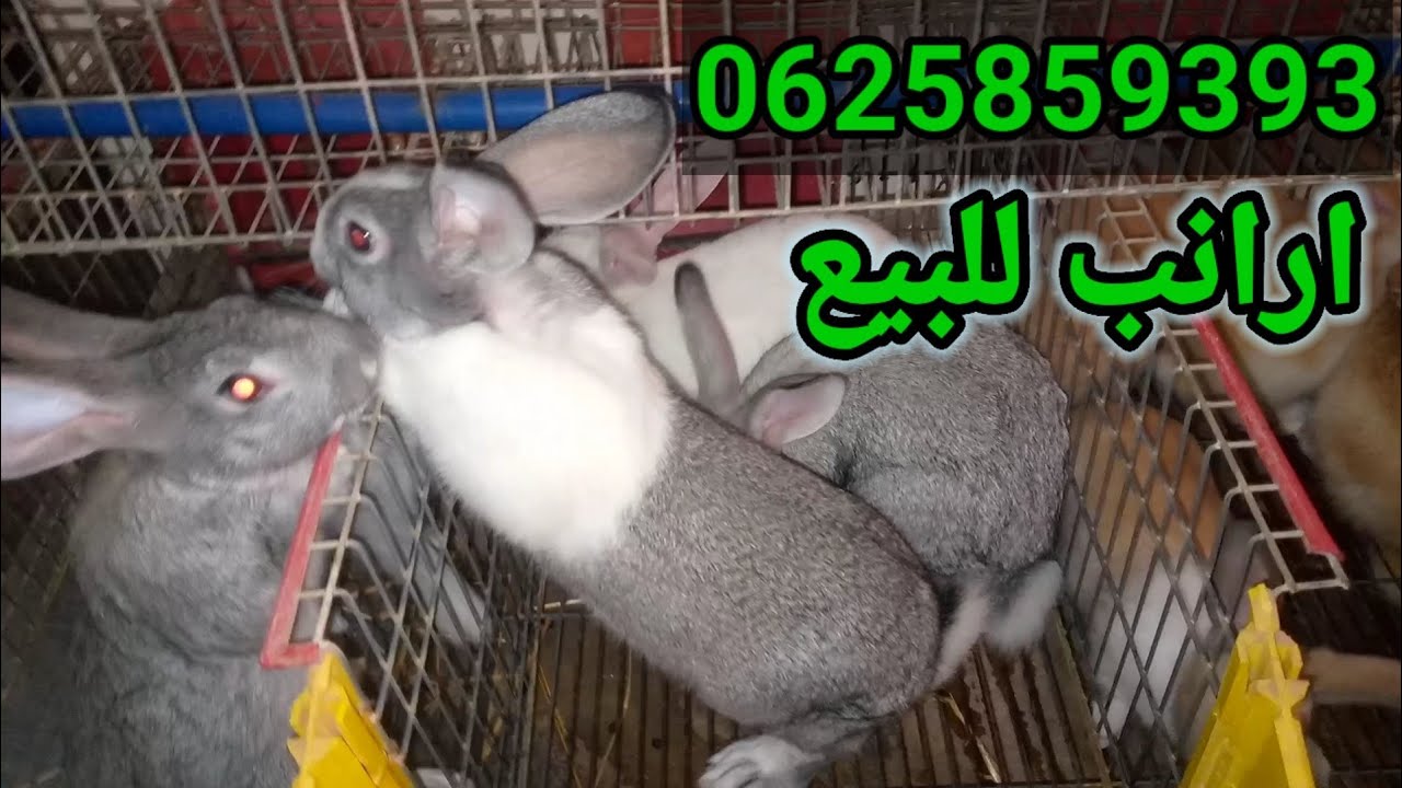 افضل الأرانب شنشلا و دوتش للبيع 0625859393