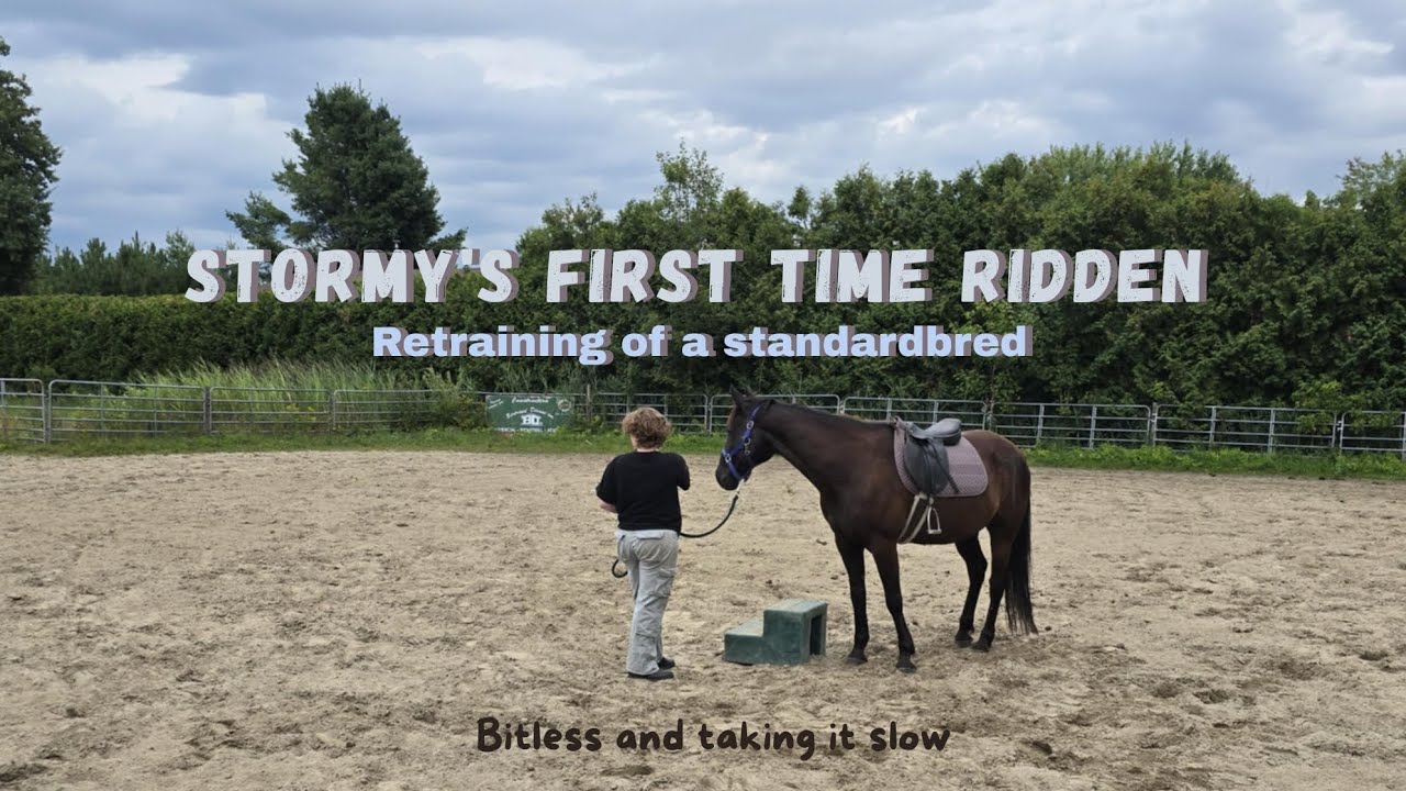Retraining of a Standardbred - First Time Ridden // {August 24th 2025}