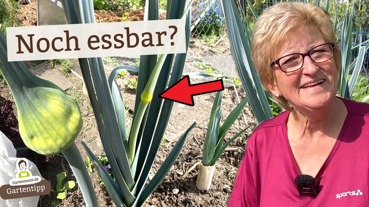Was tun, wenn der Porree / Lauch bl&uuml;ht?
