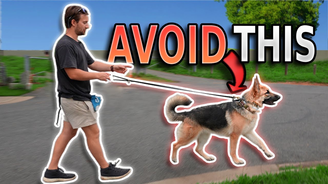 What You NEED TO KNOW About Leash Pressure