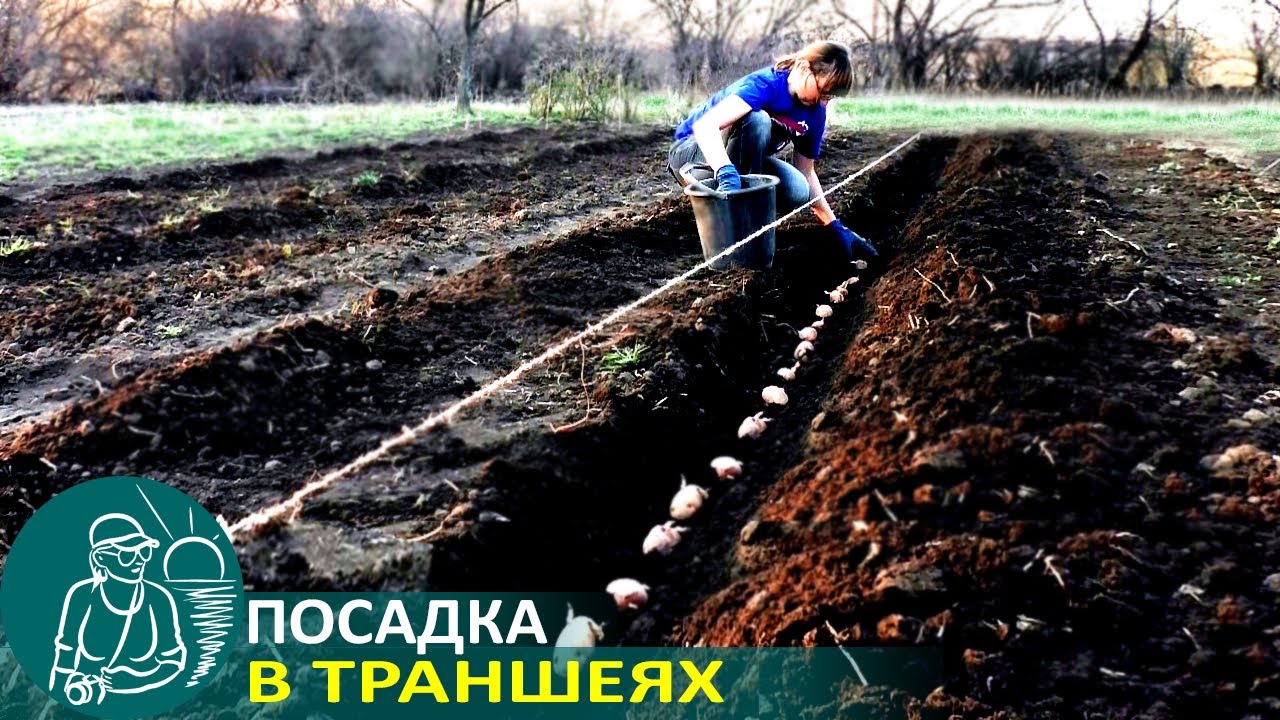 🥔 Посадка картофеля в траншеях 🌿 Опыт выращивания картофеля по технологии Гордеевых