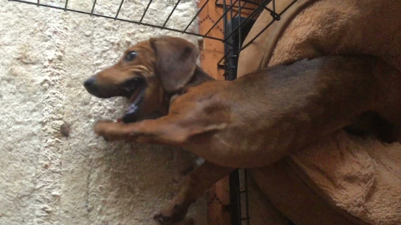 Polly and Paddy React To HILARIOUS Dachshund Memes!!! 🤪