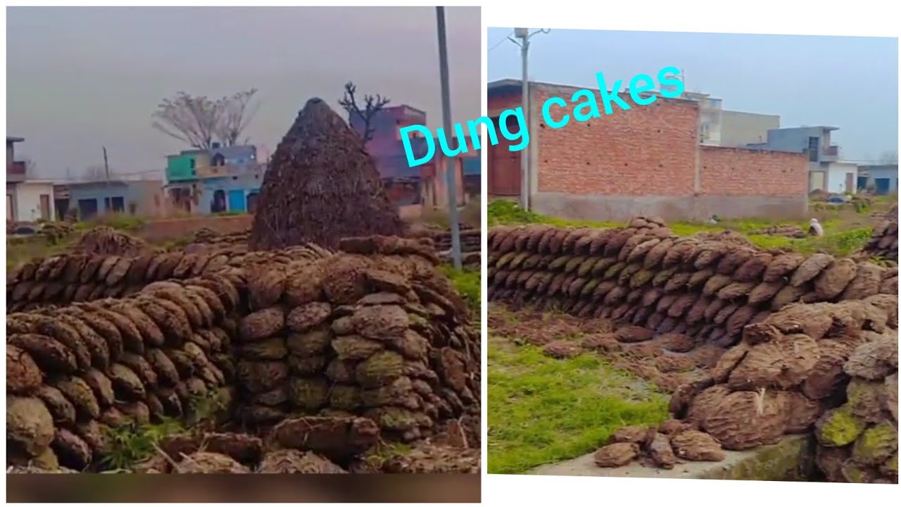देखिए गोबर से उपले कैसे बनाएं जाते हैं | it's uses and profits  उपले ,पाथी#कनडे