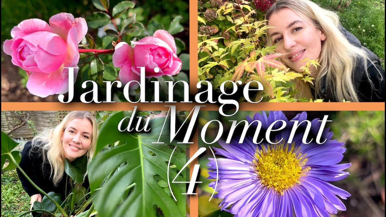 JARDINAGE DU MOMENT🍁(4): PLANTER UN ÉRABLE DU JAPON ET REMPOTAGE DE MONSTERA