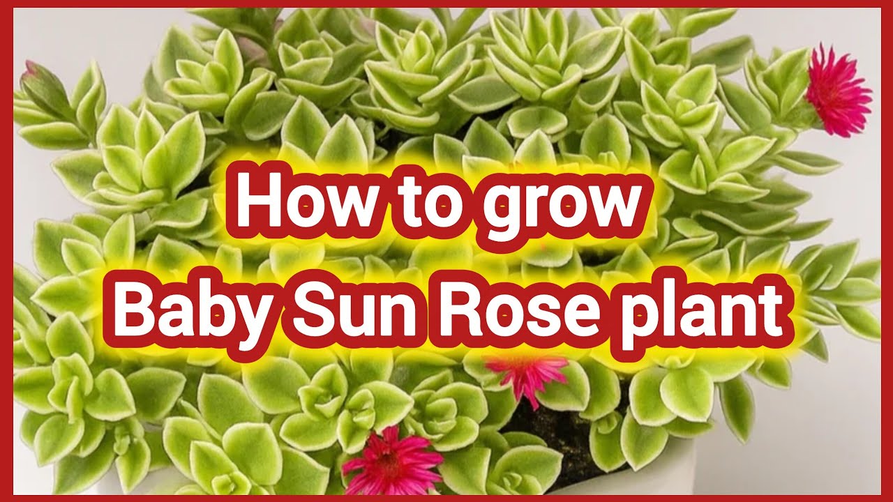 How to grow baby Sun rose plant.🌱// Pruning, Repotting & care tips.//🪴 #babysunrose #succulentplant 