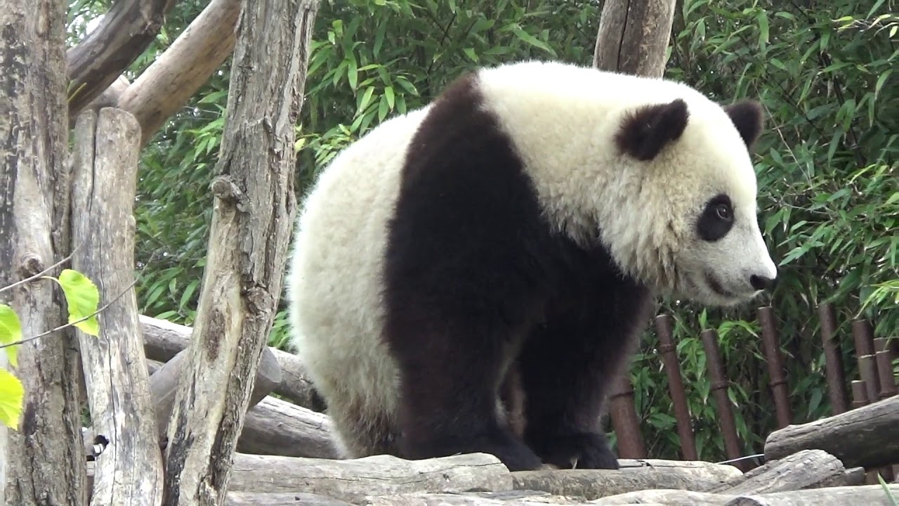 TIAN BAO & HAO HAO LAST WEEKS TOGETHER