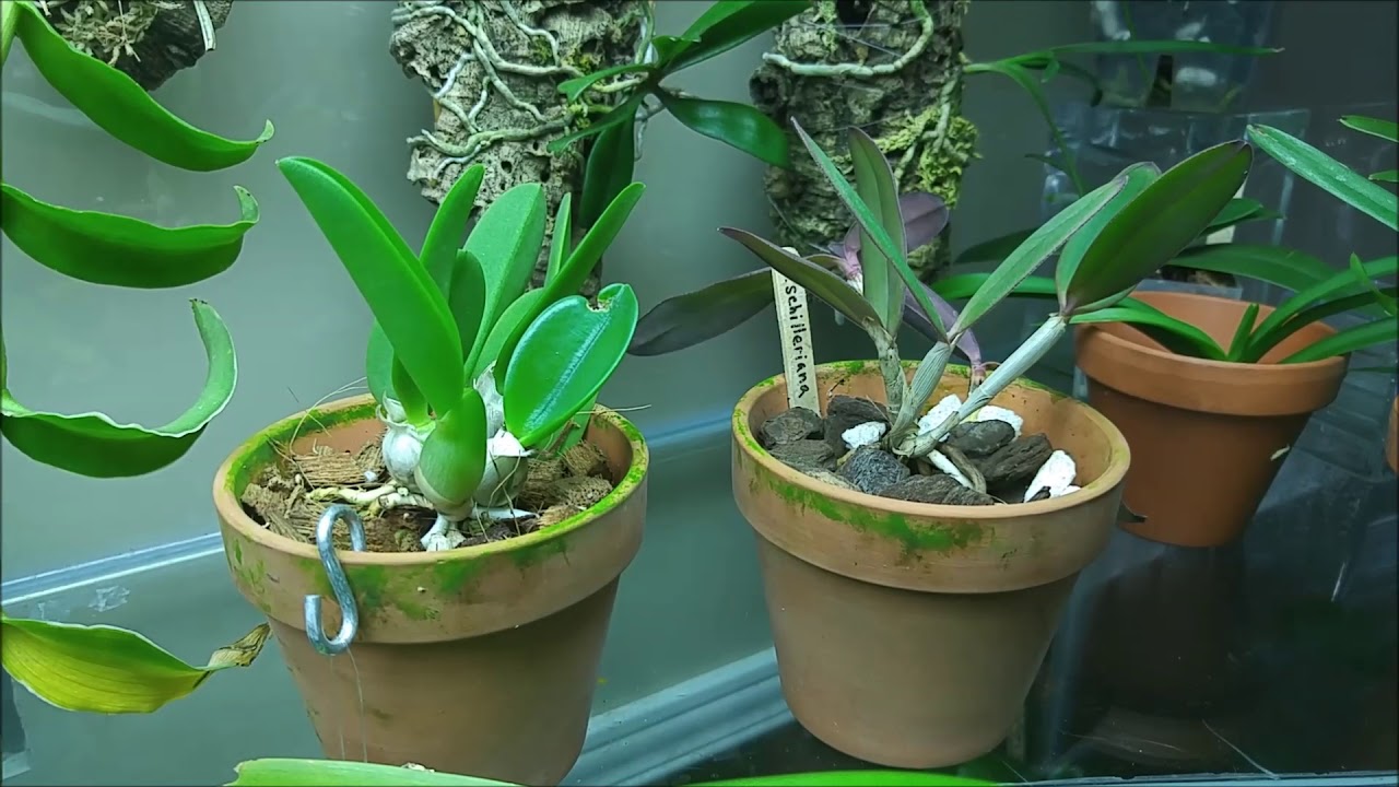 Cattleya collection assessment