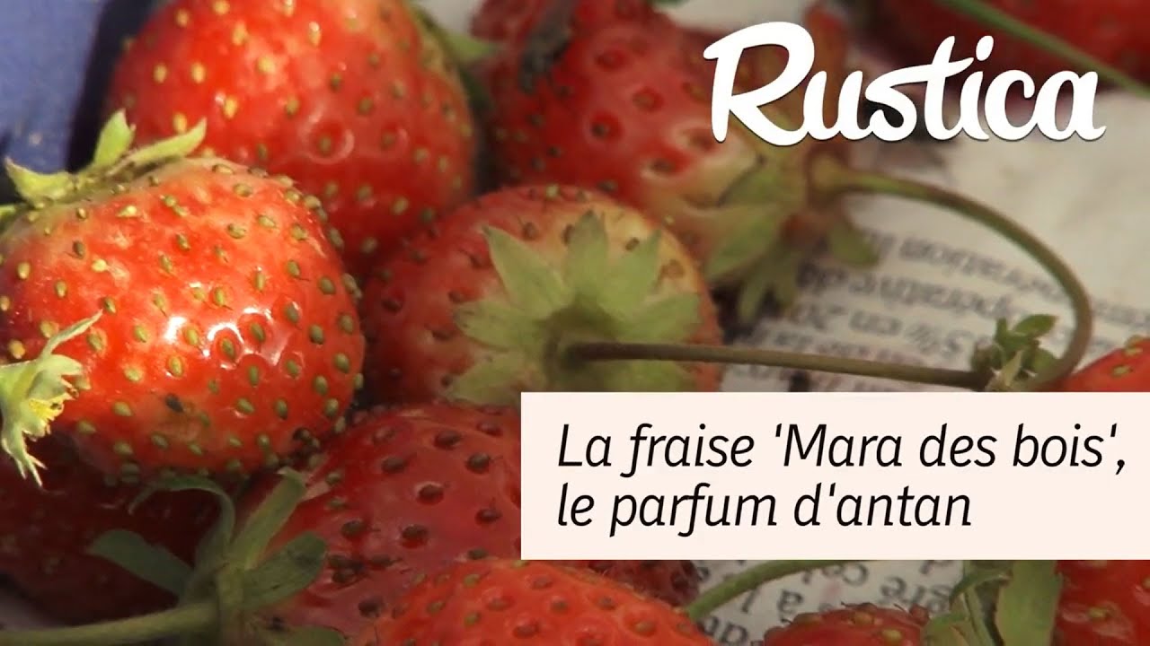 Une fraise juteuse et savoureuse