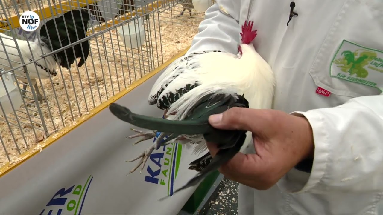 Kippen en kuikens na vijf jaar weer gekeurd bij Frieslandshow: 
