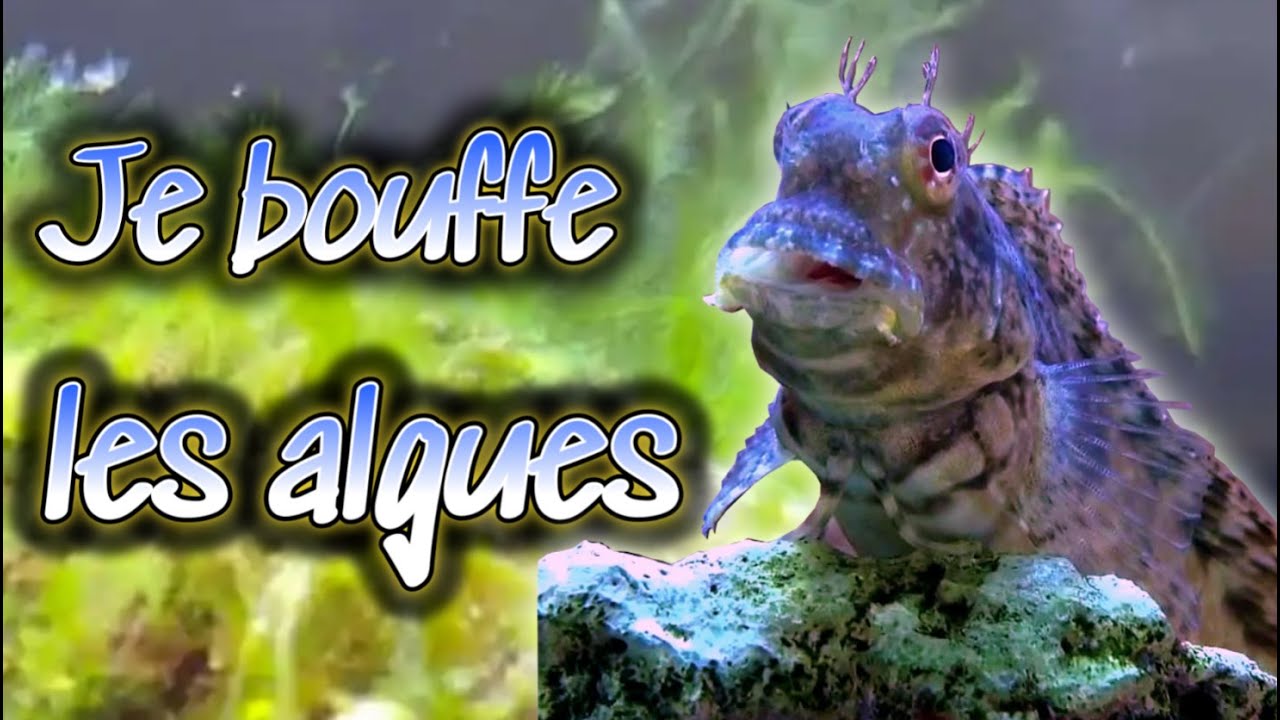Si t' as des ALGUES, il va t' AIDER !!!