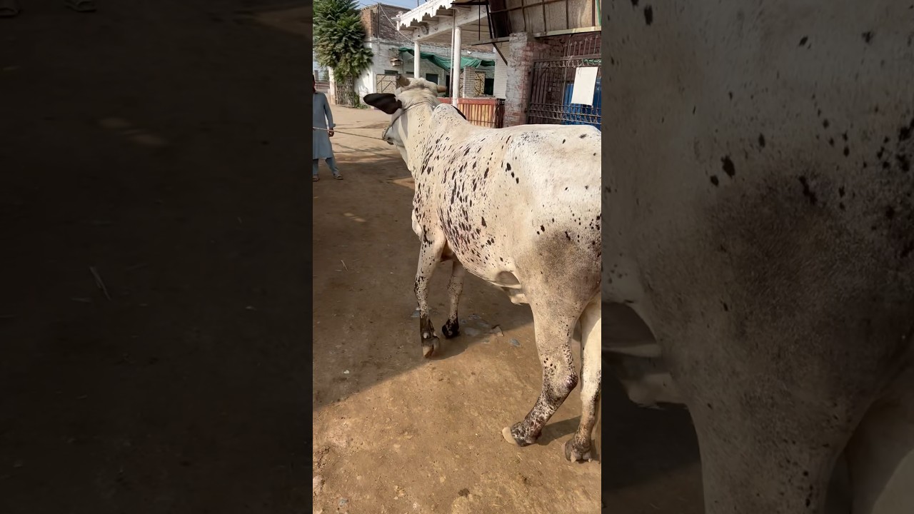 Cow Mandi in Peshawar Pakistan #viral #youtubeshorts #youtube #mandi #cows #travel #tourism