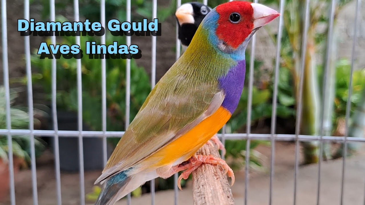 Juntando dois casais de diamante Gould em  gaiola