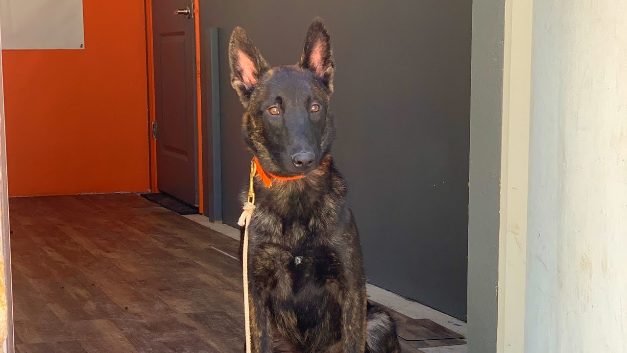 Teach your dog not to bolt out the front door