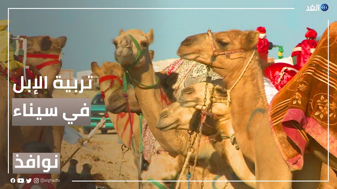 أساليب حديثة لتربية الإبل بشمال سيناء المصرية | 