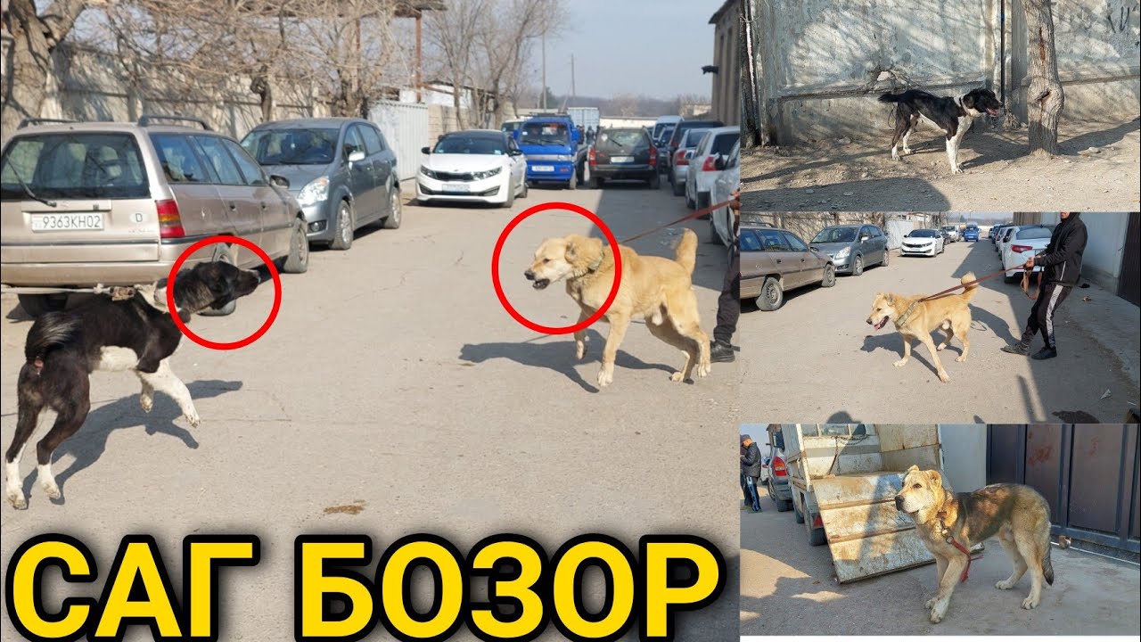 Саг Бозор Харидоро Хастми?