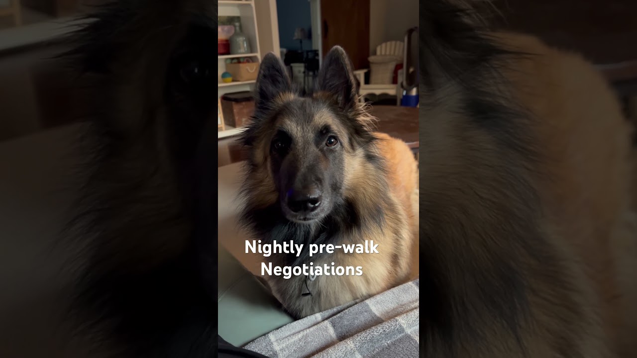Freddie the Terv&rsquo;s Nightly Walk Negotiations 🐾