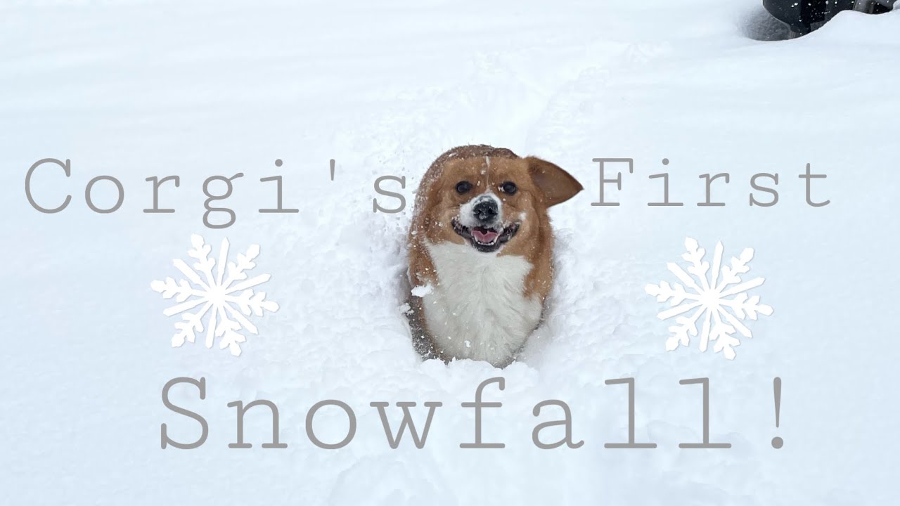 Corgi’s First Snowfall!