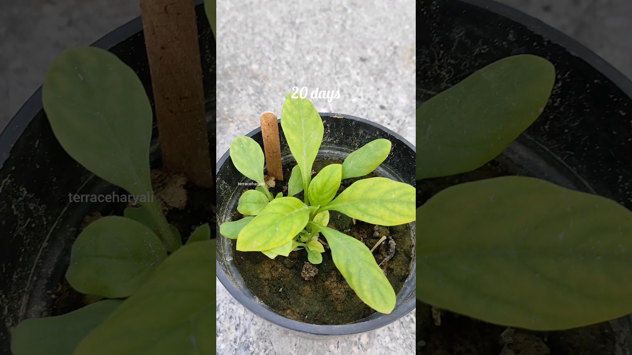 (Part 1)Petunia flower seeds se kese grow kare|Winter flower|Seedling growing