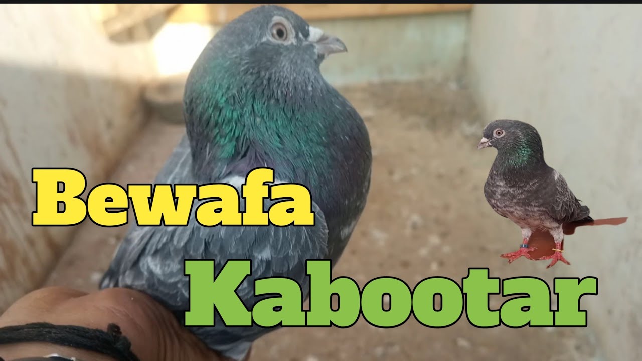 Talha Ghouri Wala Kabootar Wapis Agya 🐦