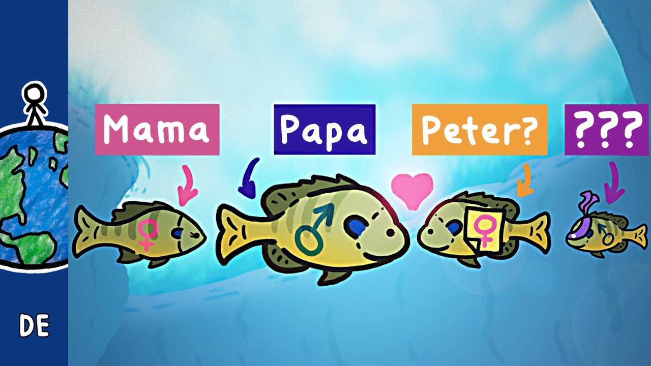 Das seltsame Fortpflanzungsverhalten von Sonnenbarschen