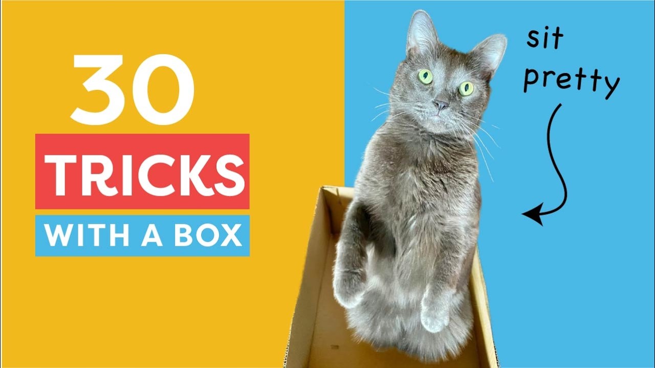 30 Fun Cat Tricks Using Just a Box