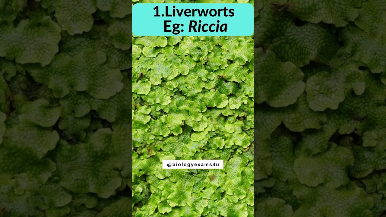 Meet The Beautiful Bryophytes