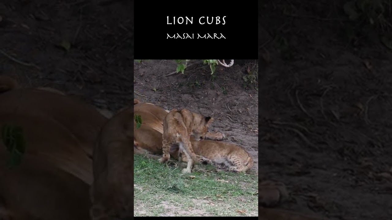 Two adorable lion cubs and their tired mum nursing them both :)