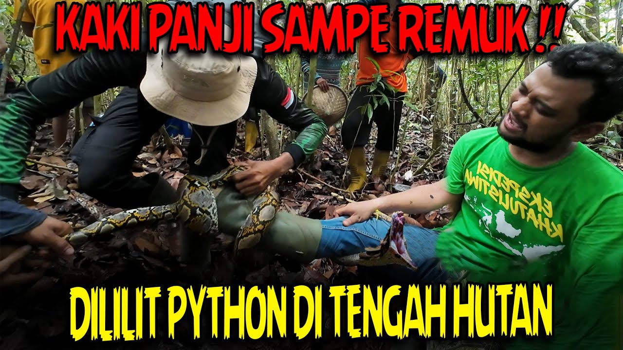 PANJI PETUALANG MENJERIT !! DILILIT ULAR PYTHON DI HUTAN KALIMANTAN