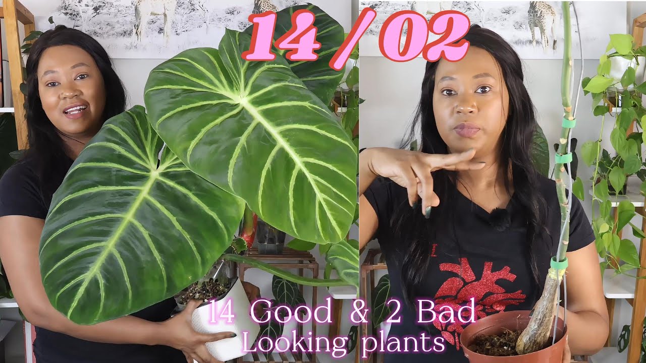14 absolutely stunning plants and 2 not too hot at the moment