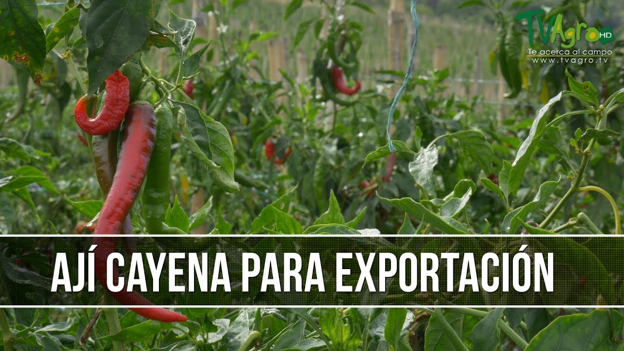 Como Exportar Aji Cayena - TvAgro por Juan Gonzalo Angel