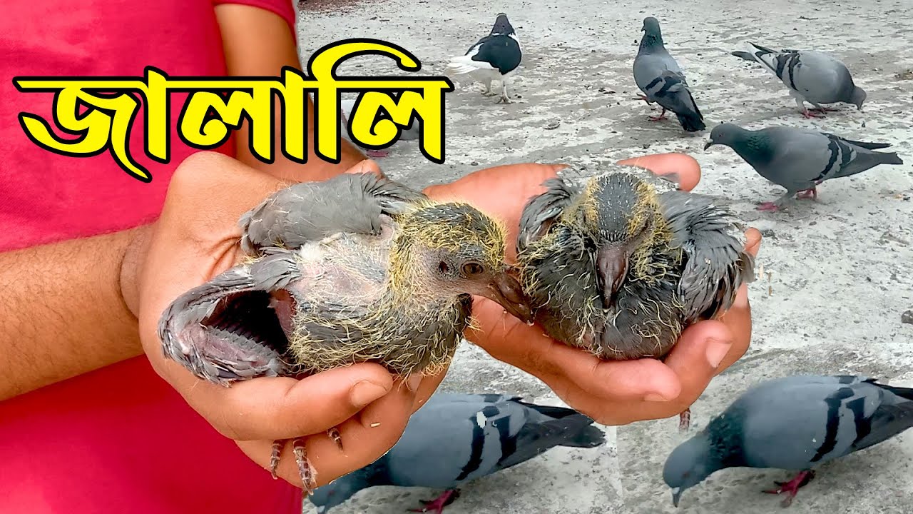 পোষ মানানো জালালি বাচ্চা সহ । হাতে এসে খাবার খায় । Jalali Kobutor 2022 | Posha Jalali | Kobutorer