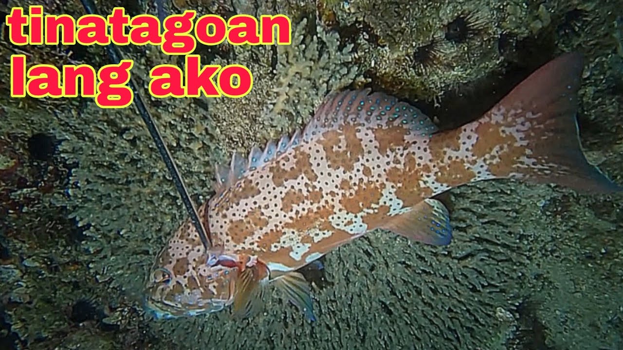 ep605 sibongin or suno tinatagoan lang ako