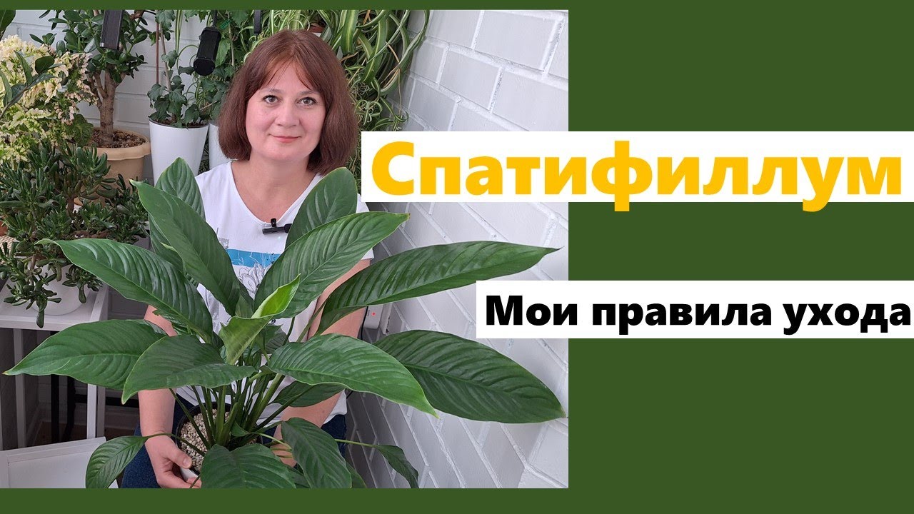 СПАТИФИЛЛУМ. Почему чернеют листья и сохнут кончики. Как я ухаживаю за спатифиллумом