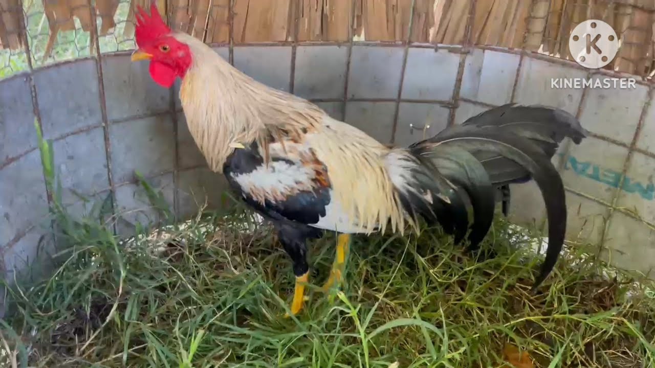 Gallo Dago La Vega Asus D1sposicion inf +1829-934-5807 