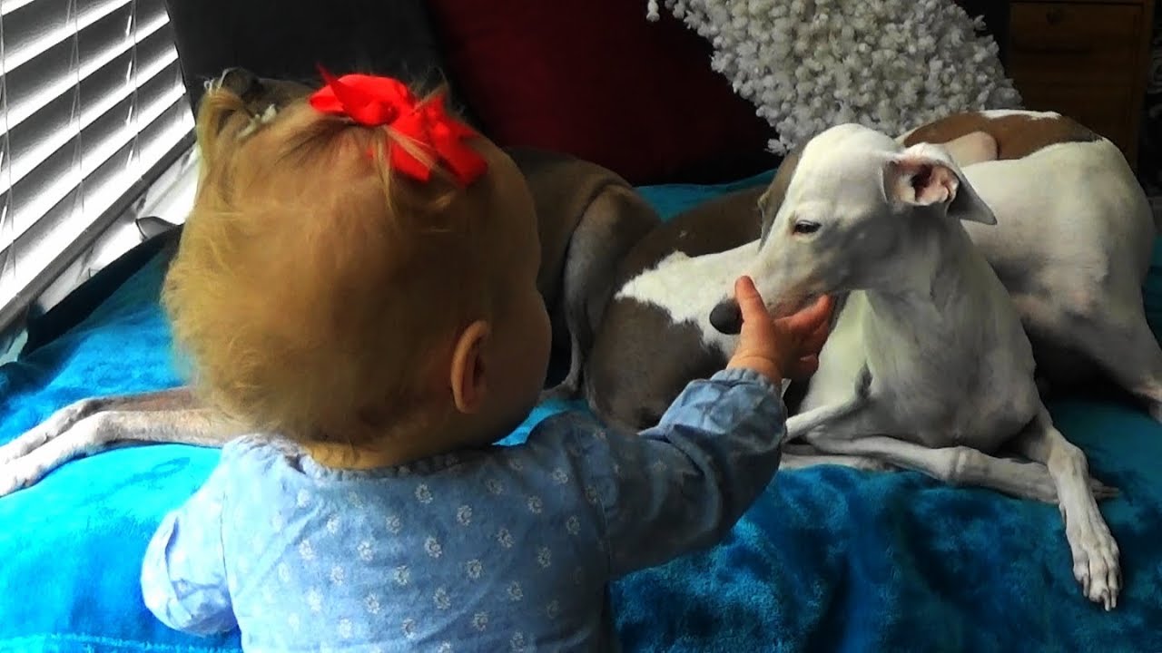 Italian Greyhounds Babysitting Duty | Part 2