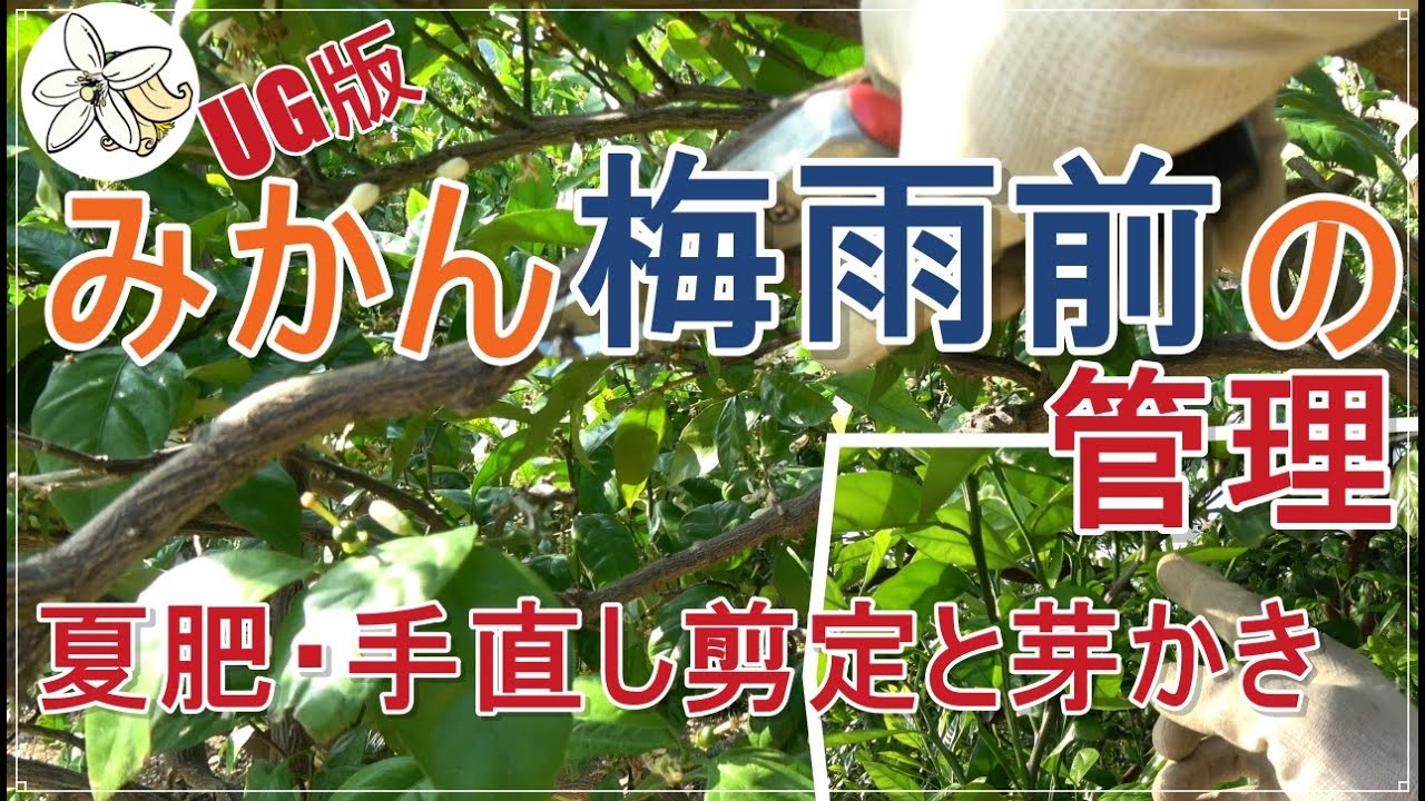 【UG版】みかんの夏肥と手直し剪定【芽かきもするよ】