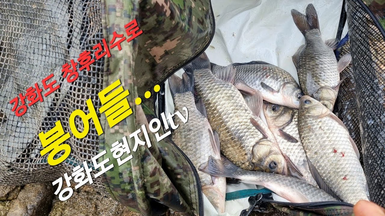 강화도 창후리 수로상류에서본 붕어들...^^