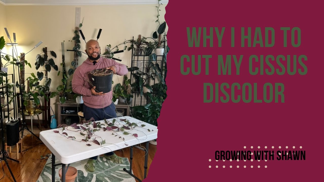 Why I had to cut my Cissus Discolor