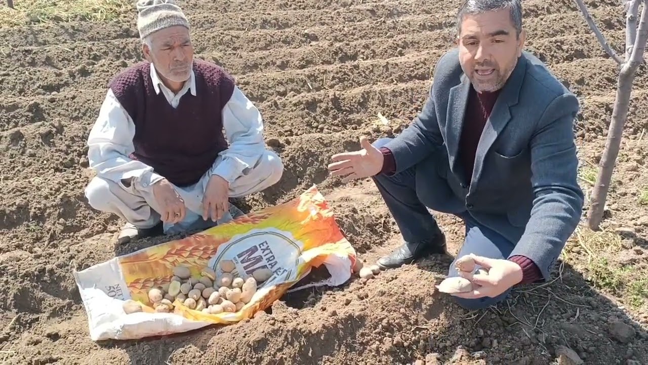 Potato 🥔 cultivation