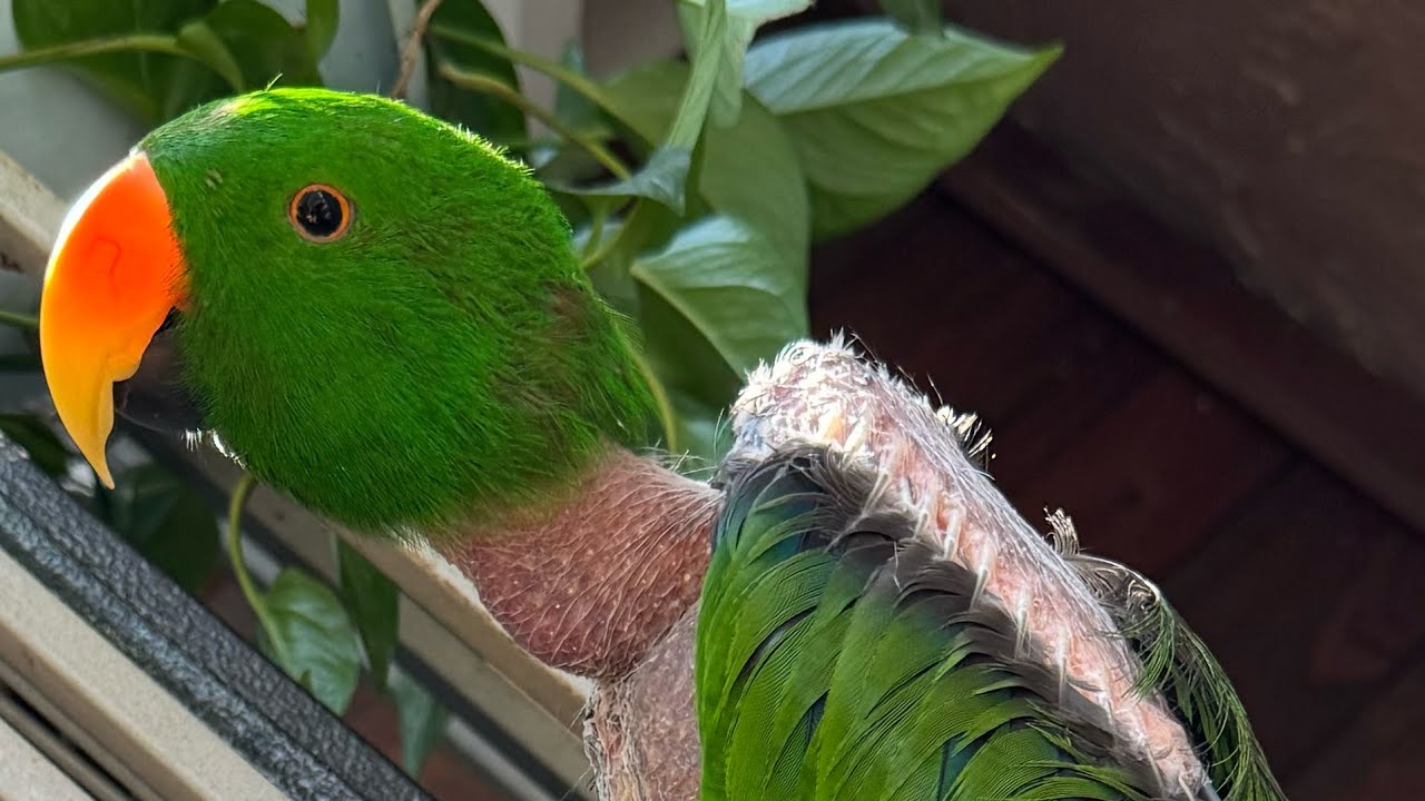 Какие они, попугаи-эклектусы? | #parrot_bliss #birds