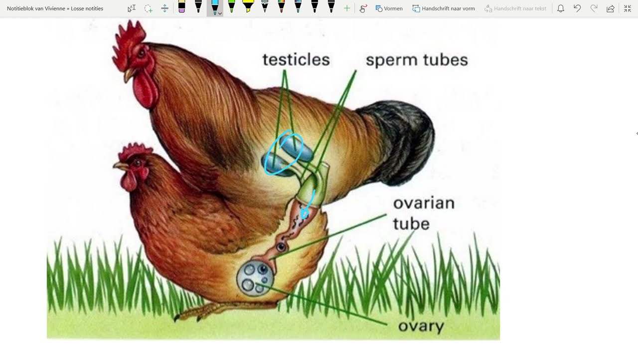 Hoe ontstaat een ei eigenlijk?? En een kuikentje?