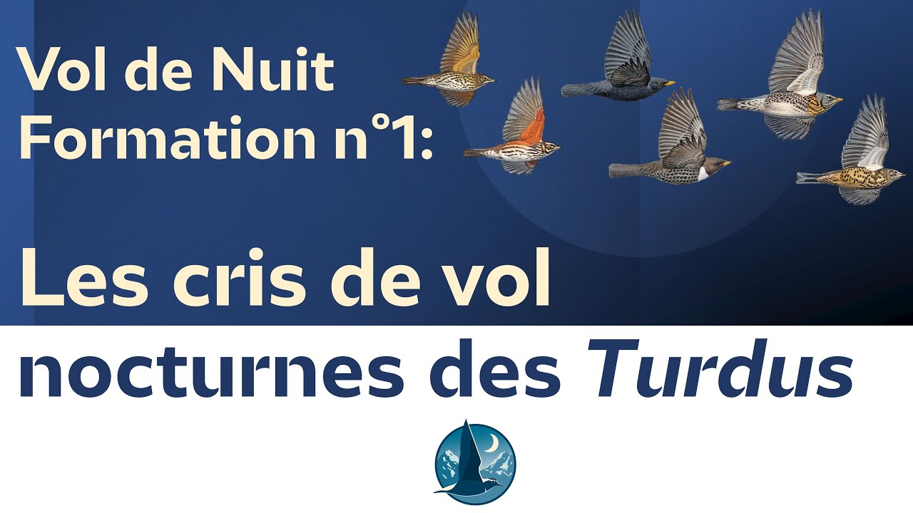Vol de Nuit - Formation 1 les cris de vol nocturne des Turdus