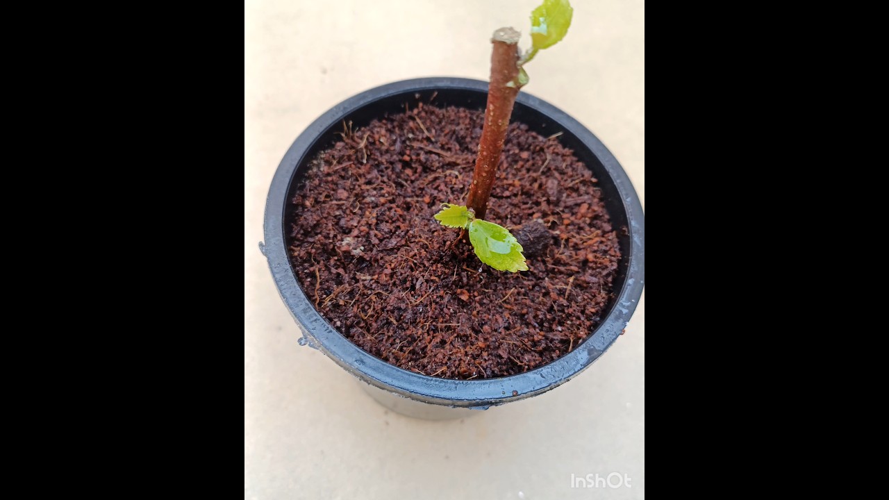 how to grow hibiscus from cutting #hibiscus#flower lover #shorts