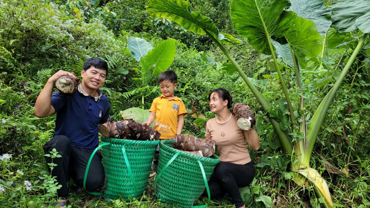 Peaceful life, harvesting taro to sell, taking care of the vegetable garden