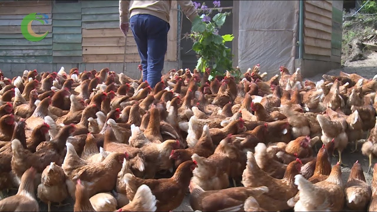 Agroecología: Ganadería y agricultura ecológica 